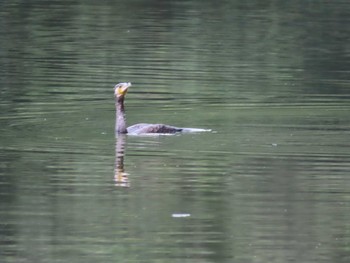 2022年9月10日(土) 布施溜池の野鳥観察記録