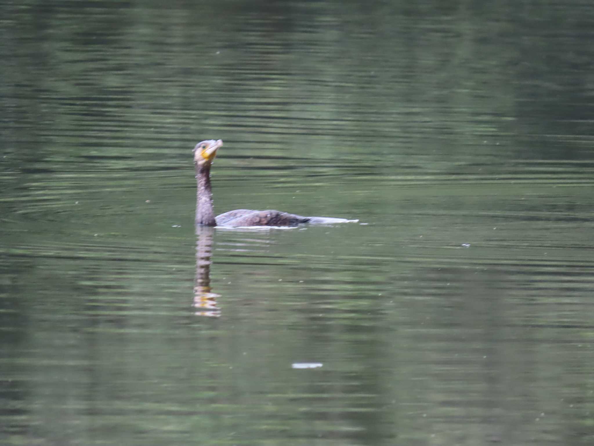 布施溜池 カワウの写真 by sword-fish8240