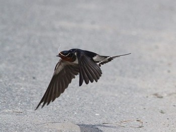 Mon, 4/29/2013 Birding report at Gonushi Coast