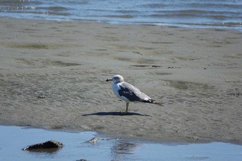 Black-tailed Gull 多摩川河口 Sat, 9/10/2022