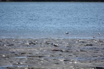 Black-winged Stilt 六道土手 Sat, 9/10/2022