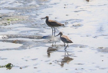 Sat, 9/10/2022 Birding report at Gonushi Coast