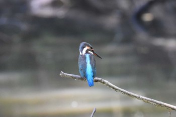 カワセミ あきがせ 2022年9月10日(土)