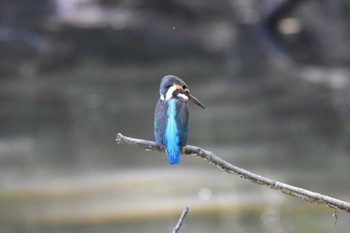 カワセミ あきがせの池 2022年9月10日(土)