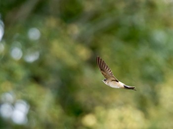 Red-rumped Swallow 甲山森林公園 Sat, 9/10/2022