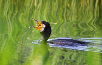 カワウ 静岡県東部 撮影日未設定