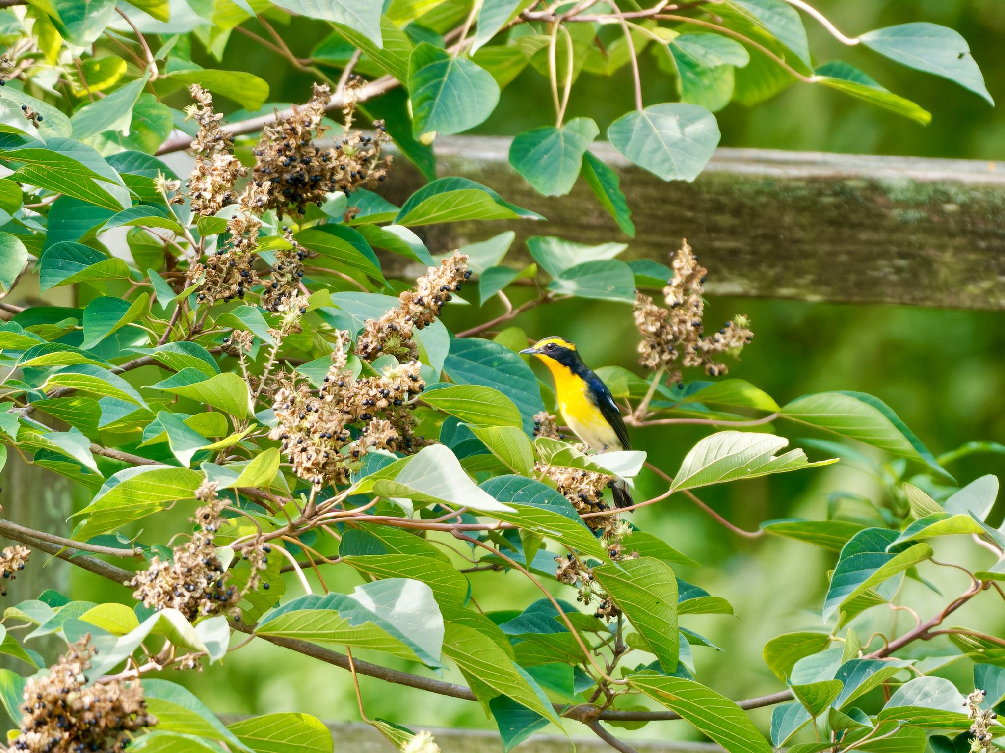 Photo of Narcissus Flycatcher at 甲山森林公園 by speedgame