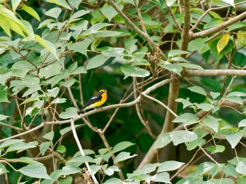 Narcissus Flycatcher 甲山森林公園 Sat, 9/10/2022