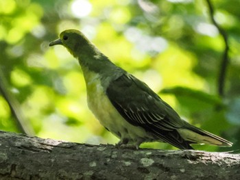 White-bellied Green Pigeon 盤渓市民の森(札幌市中央区) Sat, 9/10/2022