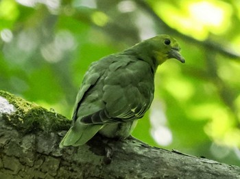 White-bellied Green Pigeon 盤渓市民の森(札幌市中央区) Sat, 9/10/2022