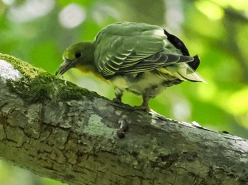2022年9月10日(土) 盤渓市民の森(札幌市中央区)の野鳥観察記録