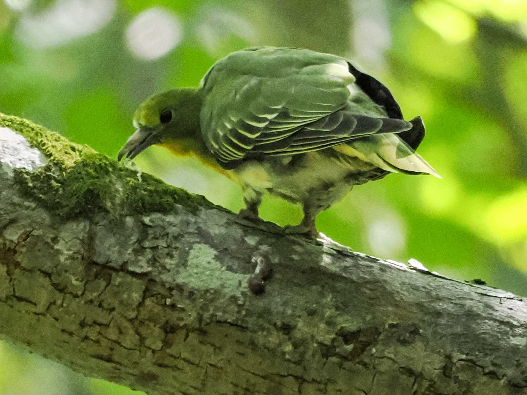 Photo of White-bellied Green Pigeon at 盤渓市民の森(札幌市中央区) by 98_Ark (98ｱｰｸ)
