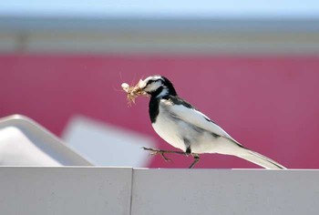 ハクセキレイ 静岡県東部 撮影日未設定