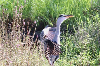 Grey Heron せせらぎ公園 Sat, 9/10/2022