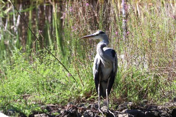 Grey Heron せせらぎ公園 Sat, 9/10/2022