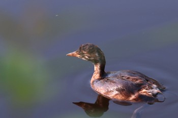 Little Grebe せせらぎ公園 Sat, 9/10/2022