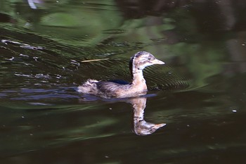 Little Grebe せせらぎ公園 Sat, 9/10/2022