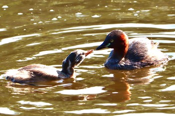 Little Grebe せせらぎ公園 Sat, 9/10/2022