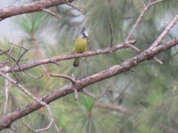 Crested Finchbill Doi Angkhang View Point Unknown Date