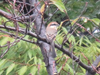 Bull-headed Shrike Unknown Spots Sat, 10/7/2017