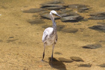 アオサギ 夙川河川敷緑地(夙川公園) 2022年8月7日(日)