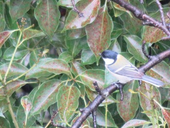 Japanese Tit Unknown Spots Sat, 10/7/2017