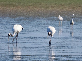 タンチョウ 奥琵琶瀬野鳥公園 2022年9月7日(水)