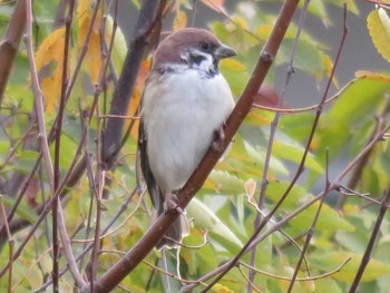 Eurasian Tree Sparrow Unknown Spots Sat, 10/7/2017