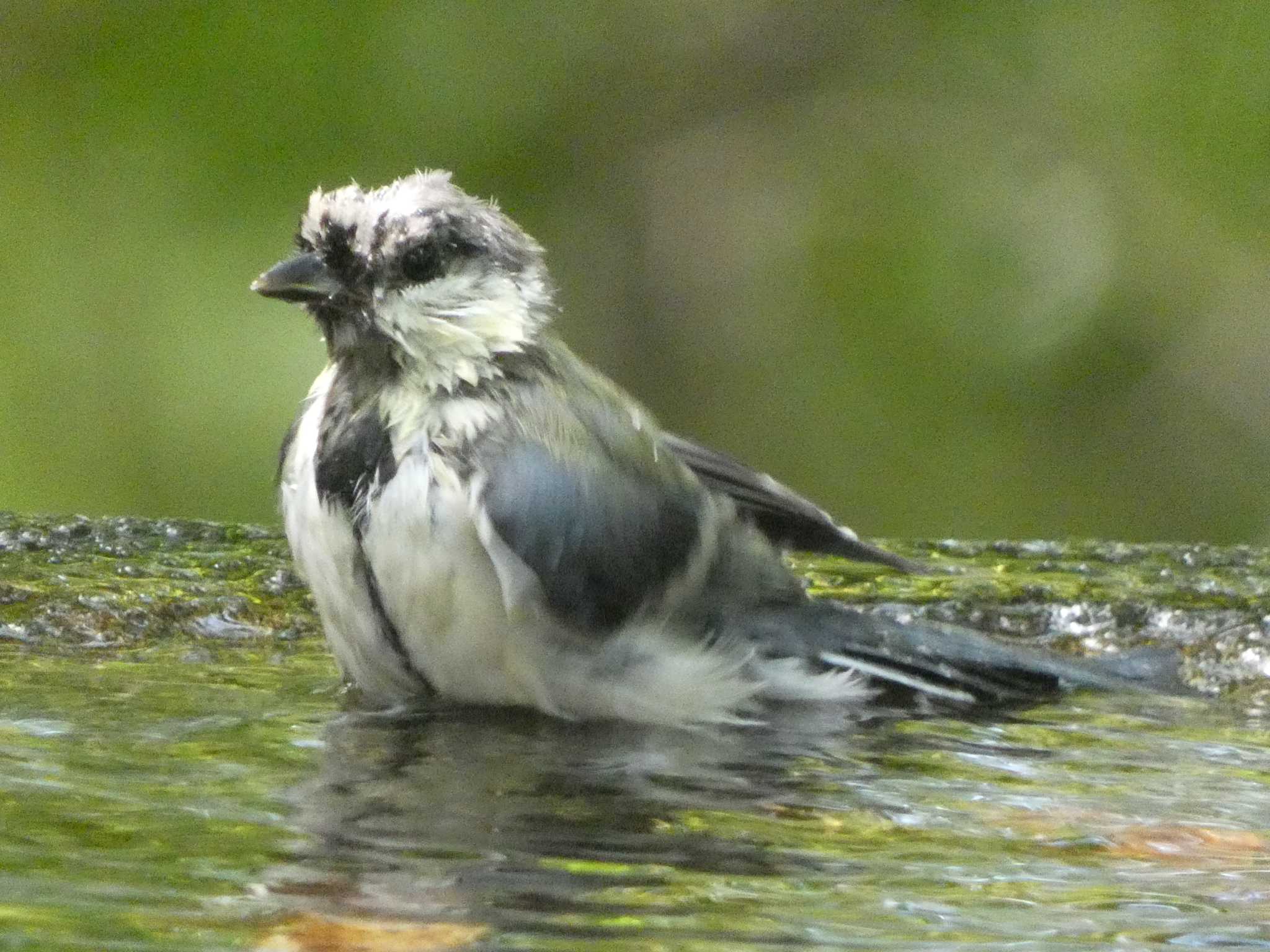 シジュウカラ