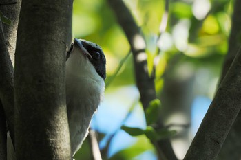 2022年9月10日(土) 谷津干潟の野鳥観察記録