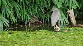 Black-crowned Night Heron 天王寺公園(大阪市) Sat, 9/10/2022