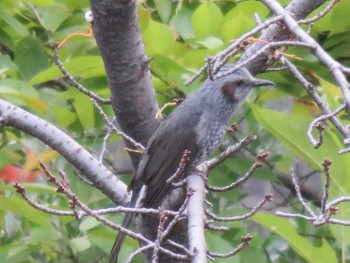 Brown-eared Bulbul Unknown Spots Sat, 10/7/2017