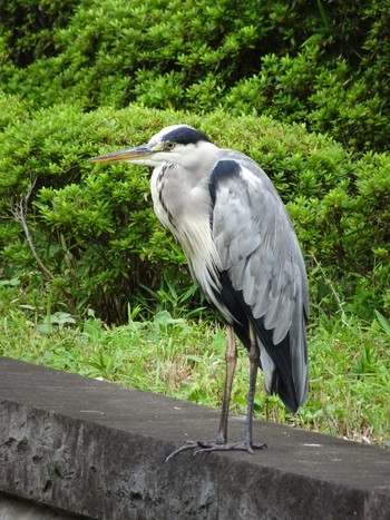 Sun, 9/11/2022 Birding report at 東京都立小金井公園