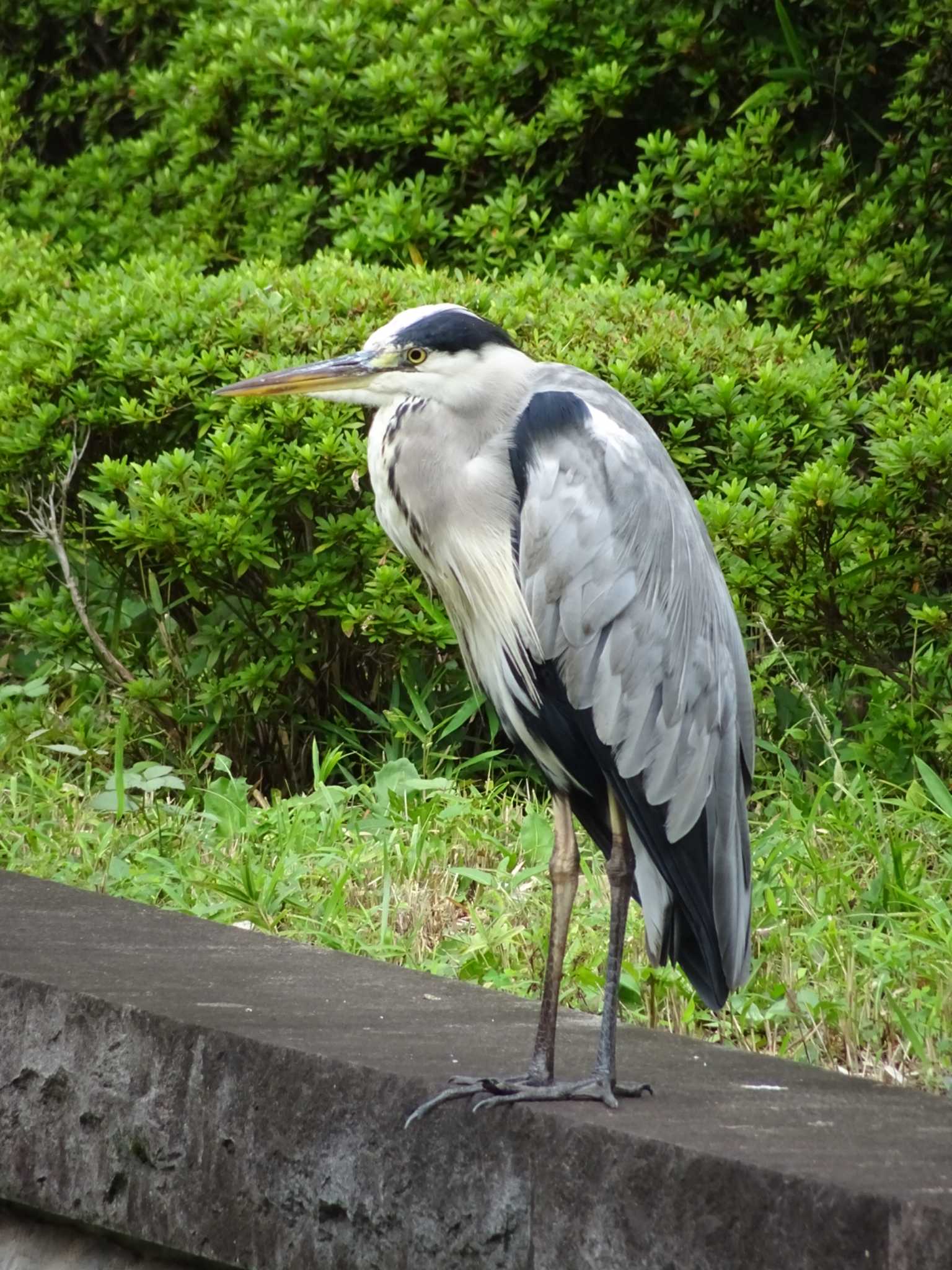 アオサギ