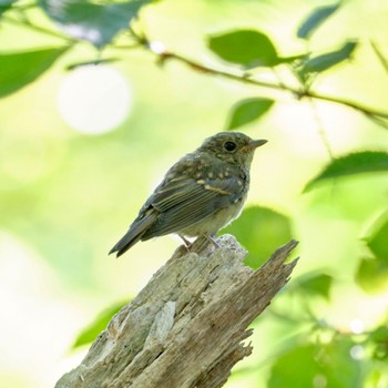 キビタキ 西岡公園(西岡水源地) 2022年9月11日(日)