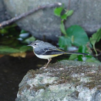 Grey Wagtail Nishioka Park Sun, 9/11/2022