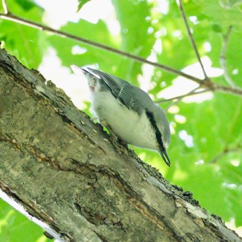 ゴジュウカラ 西岡公園(西岡水源地) 2022年9月11日(日)