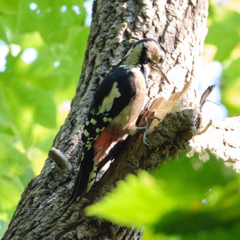 Great Spotted Woodpecker Nishioka Park Sun, 9/11/2022