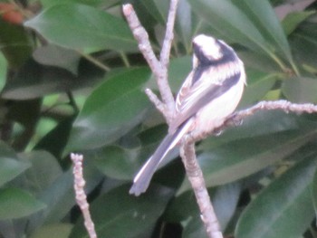 Long-tailed Tit Unknown Spots Sat, 10/7/2017