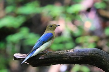 Blue-and-white Flycatcher Unknown Spots Sat, 9/10/2022