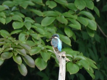 2022年9月11日(日) 横浜市児童遊園地の野鳥観察記録