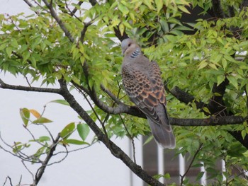 Oriental Turtle Dove Unknown Spots Sat, 10/7/2017