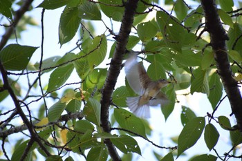 Asian Brown Flycatcher 久宝寺緑地公園 Sun, 9/11/2022