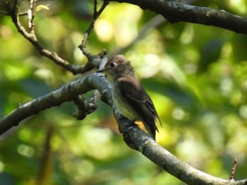 Dark-sided Flycatcher 石川健民海浜公園 Sun, 9/11/2022