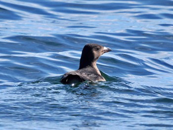 Rhinoceros Auklet 落石ネイチャークルーズ Fri, 9/9/2022