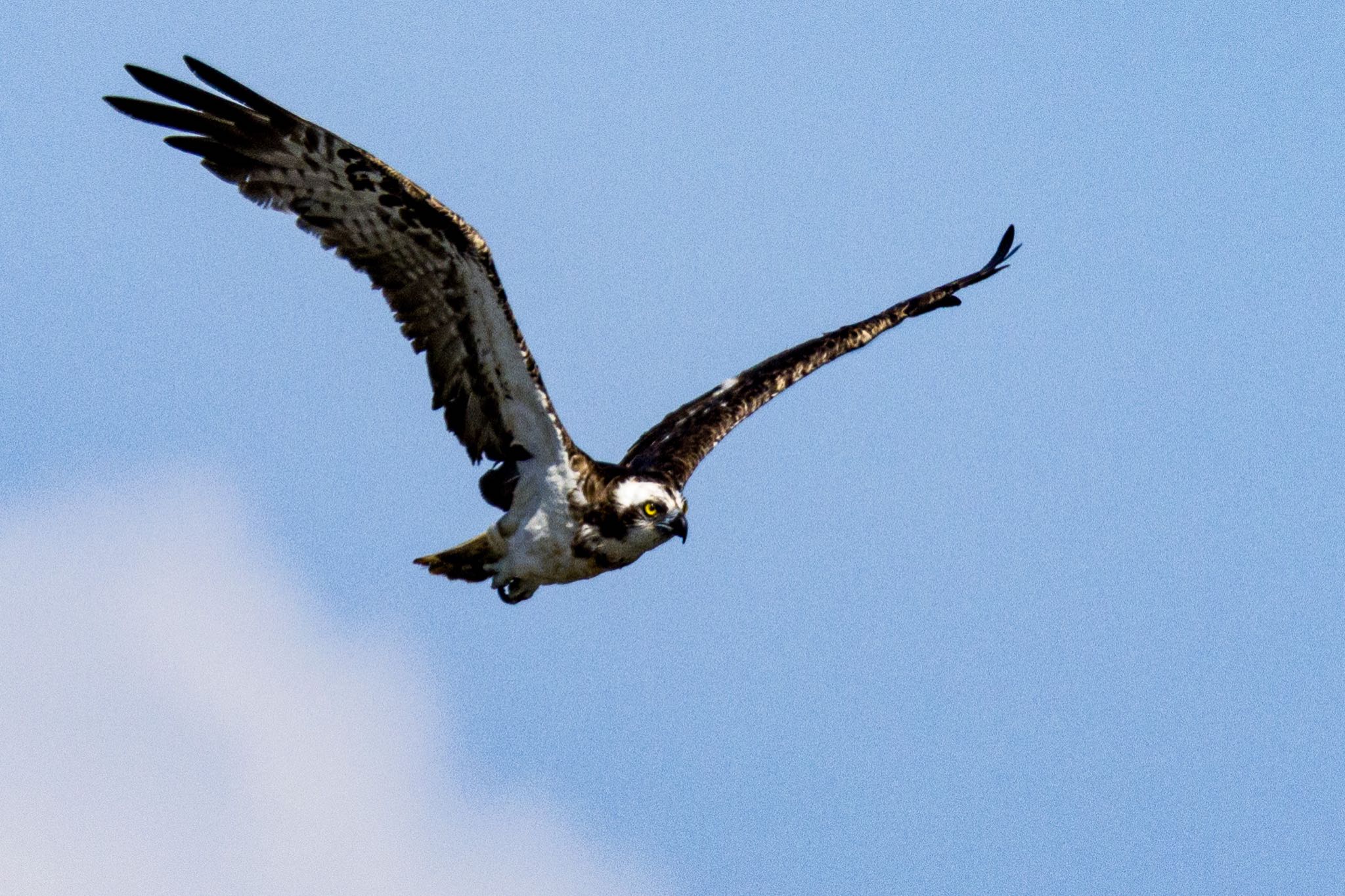 Osprey