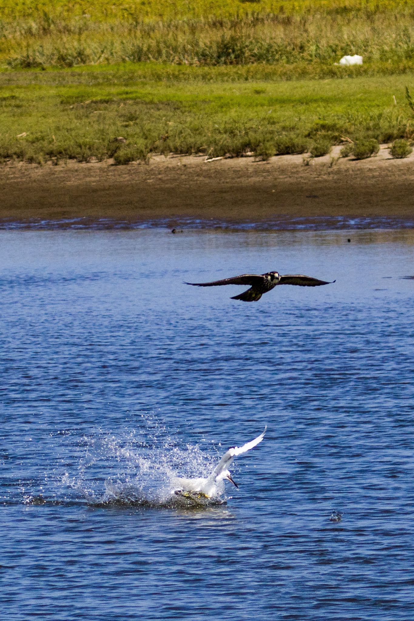 Osprey