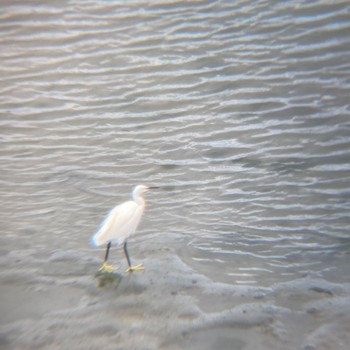 コサギ 東京港野鳥公園 2022年9月11日(日)