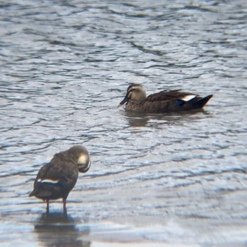 Eastern Spot-billed Duck Tokyo Port Wild Bird Park Sun, 9/11/2022