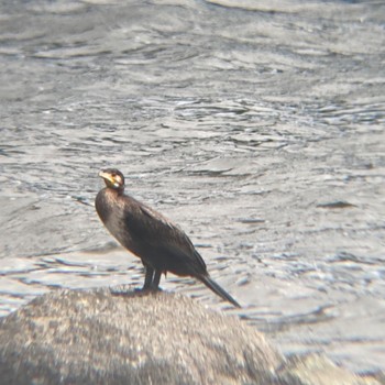 Great Cormorant Tokyo Port Wild Bird Park Sun, 9/11/2022